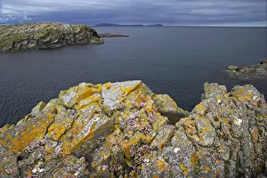 Thrift Prints: Rocky coastline with Thrift (Armeria maritima) flowering on rocks