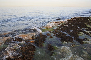 Rocky outcrop and seaweed on beach with incoming tide at sunset, Bembridge Ledge, Foreland, Bembridge, Isle of Wight