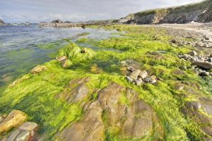 Shetland Prints: Rocky shore with seaweed at low tide