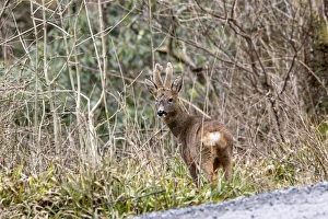 Buck Prints: Roe Deer buck in velvet