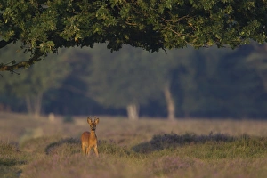 Heathland Prints: Roe Deer (Capreolus capreolus) buck