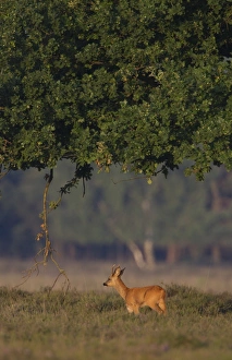 Roe Deer (Capreolus capreolus) buck, standing under oak tree, in heathland at edge of woodland, Netherlands, august
