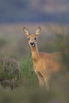 Roe Deer (Capreolus capreolus) doe, standing in heathland at edge of woodland, Netherlands, august