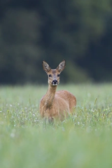 Roe Deer (Capreolus capreolus) doe, standing in grassy field, Netherlands, august