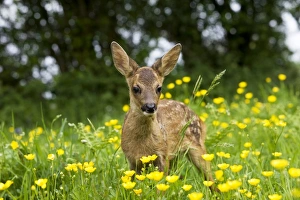 Roe Deer (Capreolus capreolus) fawn, standing amongst wildflowers, Normandy, France, spring