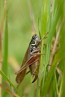 Heathland Prints: Roesels Bush-cricket (Metrioptera roeselii forma diluta) rare macropterous winged form