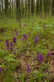 Oaks Prints: Roman Orchid (Dactylorhiza romana) flowering mass