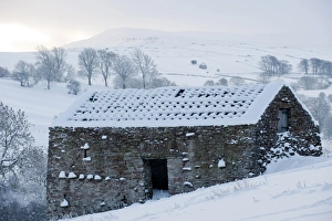 Ruined Prints: Roofless stone field barn covered in snow, Cumbria, England, december