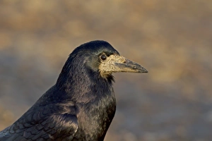 Bill Prints: Rook (Corvus frugilegus) adult, close-up of head, Norfolk, England, January