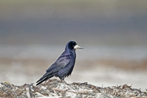 Northern Ireland Prints: Rook (Corvus frugilegus) adult