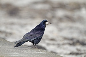Northern Ireland Prints: Rook (Corvus frugilegus) adult