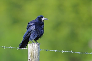 Rook Prints: Rook (Corvus frugilegus) adult