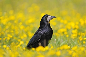 Rook Prints: Rook (Corvus frugilegus) adult