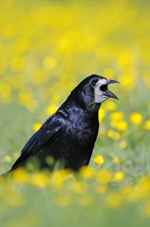 Rook Prints: Rook (Corvus frugilegus) adult