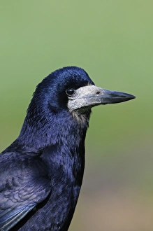 Rook Prints: Rook (Corvus frugilegus) adult, close-up of head, Oxfordshire, England, march