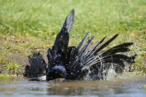 Rook Prints: Rook (Corvus frugilegus) adult, bathing, Oxfordshire, England, march