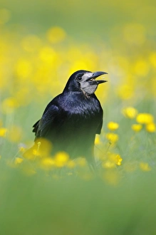 S Eed Prints: Rook (Corvus frugilegus) adult