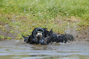 Rook (Corvus frugilegus) adult, bathing, Oxfordshire, England, march