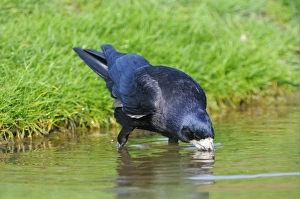 Rook (Corvus frugilegus) adult, drinking, Oxfordshire, England, april