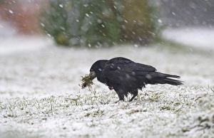Blizzard Prints: Rook (Corvus frugilegus) adult
