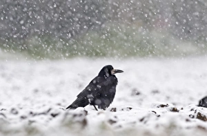 Rook (Corvus frugilegus) adult, standing in arable field during blizzard, Norfolk, England, winter