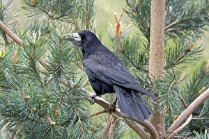 Rook Prints: Rook (Corvus frugilegus) adult, with full crop, perched in pine tree, England, april