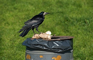Corvids Prints: Rook (Corvus frugilegus) adult