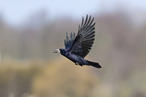 Corvids Prints: Rook (Corvus frugilegus) adult, calling in flight, Suffolk, England, May