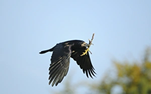 Corvids Prints: Rook (Corvus frugilegus) adult