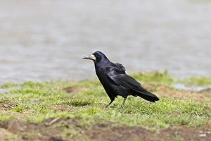 Corvids Prints: Rook (Corvus frugilegus) adult, standing at edge of water, Suffolk, England, May