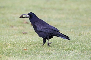 Corvids Prints: Rook (Corvus frugilegus) adult