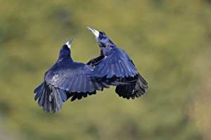Rook (Corvus frugilegus) two adults, in flight, fighting in mid-air, Oxfordshire, England, March
