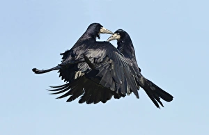 Rook (Corvus frugilegus) two adults, in flight, fighting in mid-air, Oxfordshire, England, March