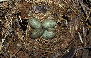 Rook Prints: Rook (Corvus frugilegus) four eggs in nest