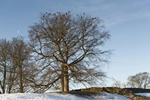 Flock Prints: Rook (Corvus frugilegus) flock