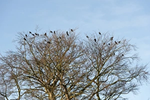 Rook (Corvus frugilegus) flock, roosting on bare trees, North Yorkshire, England, December