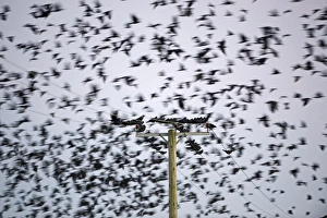 Rook Prints: Rook (Corvus frugilegus) flock