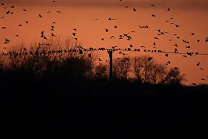 Flock Prints: Rook (Corvus frugilegus) and Jackdaw (Corvus monedula) mixed flock
