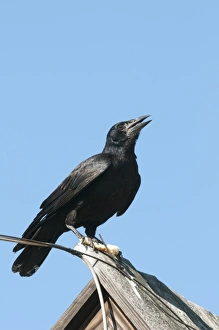 Eastern Europe Prints: Rook (Corvus frugilegus) juvenile