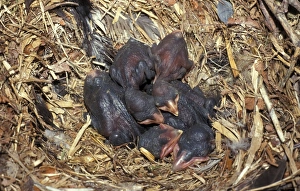 Rook Prints: Rook (Corvus frugilegus) Young chicks in nest