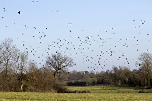 : Rooks (Corvus frugilegus) winter flock, in flight over Suffolk farmland