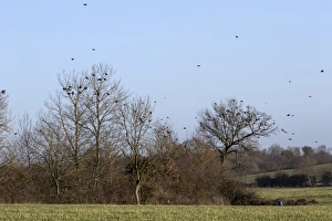 : Rooks (Corvus frugilegus) winter flock