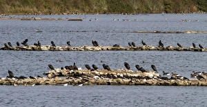 Waders Prints: Roosting birds at pit 4 Snettisham Nature reserve