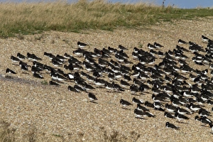 Roost Prints: Roosting Oystercatchers at Snettisham, North Norfolk