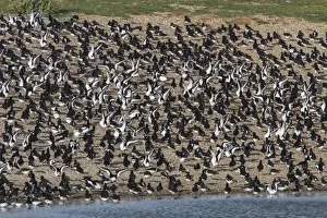 Stretching Prints: Roosting Oystercatchers at Snettisham wing stretching, North Norfolk