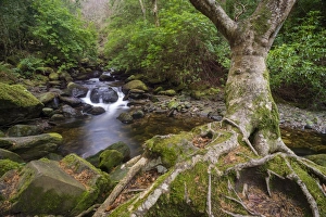 Roots of tree and woodland stream, near Torc Waterfall, Owengarriff River, Killarney N. P