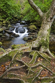 : Roots of tree and woodland stream, near Torc Waterfall, Owengarriff River, Killarney N. P