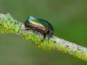 Chafer Prints: Rose-chafer (Cetonia aurata) adult