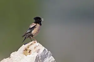 Starling Prints: Rose-coloured Starling (Sturnus roseus) adult male