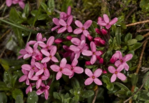 Shrubs Prints: Rose Daphne (Daphne cneorum) flowering, Spanish Pyrenees, Spain, June